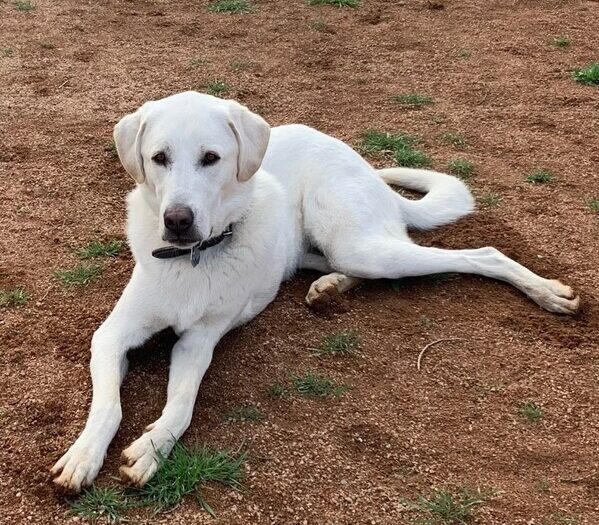 Mae the Meadow Guardian
Anatolian Shepherd / Great Pyrenees Mix
Spayed Female
4 years - 106 lbs