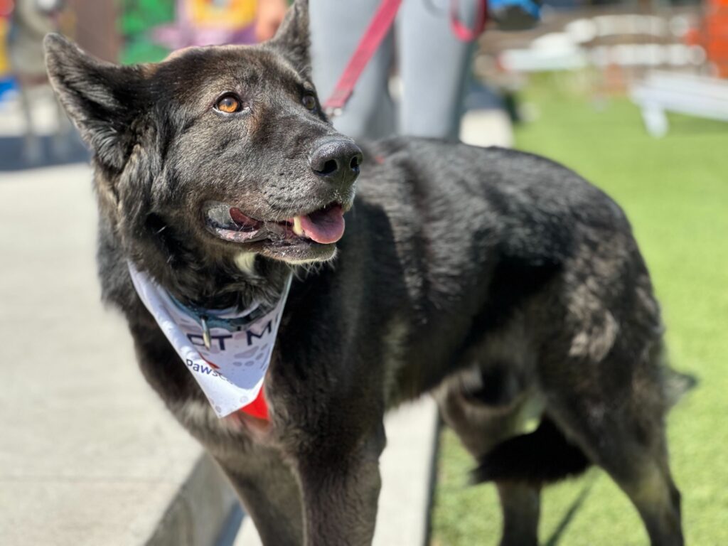 Chief Cuddlebug, The Timid Treasure of Tender Moments
German Shepherd Mix 
Neutered Male
9 years- 76 lbs