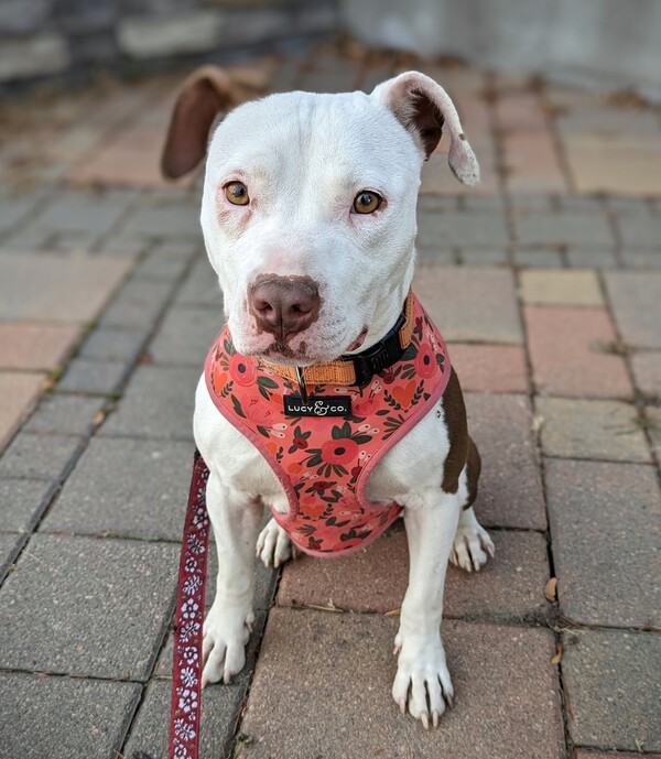 Betsy
American Pit Bull Terrier mix
Female
1 year old - 35 lbs.