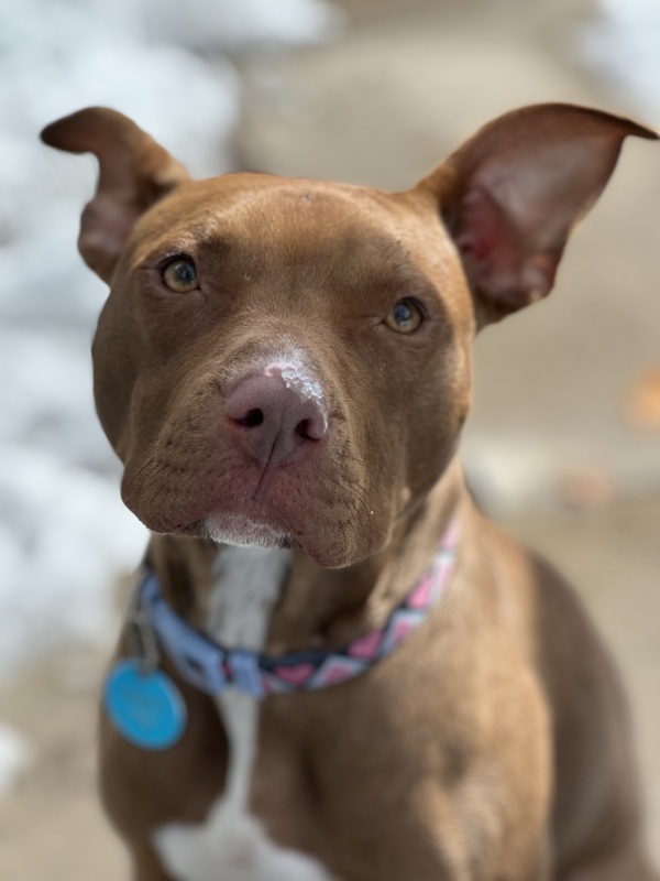 Dame Katniss de Barksdale
American Pit Bull Terrier Mix
Female
1.5 years old - 38 lbs.
