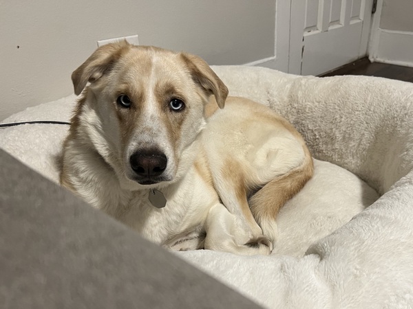 Miss Honey
Pyrenees / Husky Mix
Female
2 years old - 62 lbs.