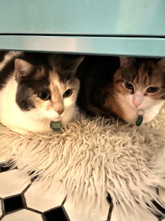 Dolly & Addy
DSH / Dilute Calico & DSH / Calico
Females
6 years old & 4 years old - 12 lbs. & 11 lbs.