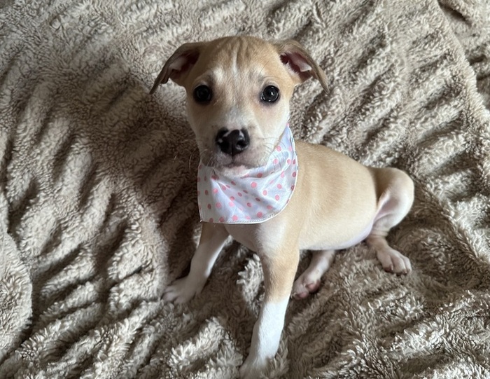 Sprinkle Thunderstorm
Boxer Mix
Female
2 months old - 10 lbs. (and growing!)