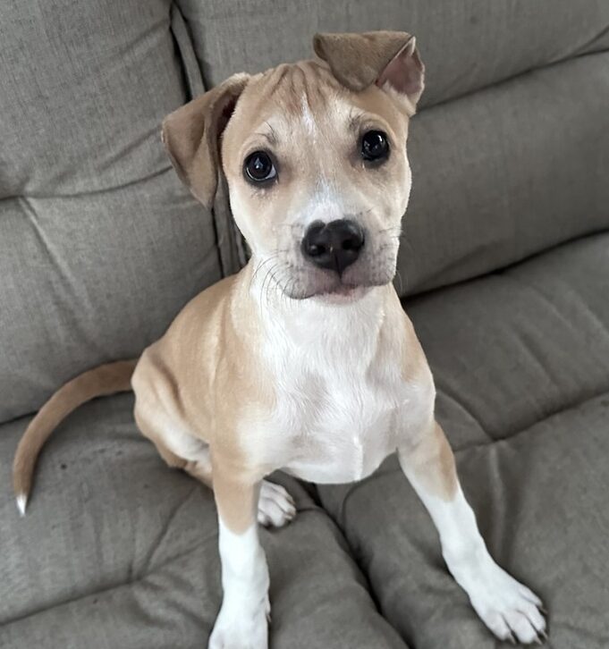 Sprinkle Thunderstorm
Boxer Mix
Female
3 months old - 15 lbs. (and growing!)