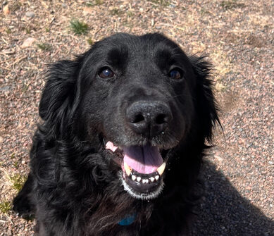 Blarney
Smooth Coated Retriever Mix
Male
7 years old - 60 lbs.