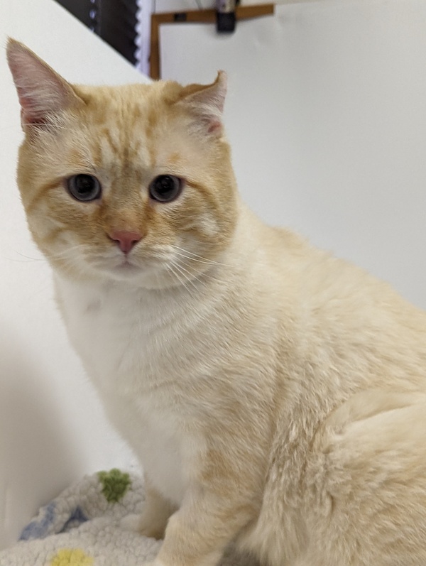 Ralph 
Siamese Mix / Flame Point
Male
8 years old - 15 lbs.