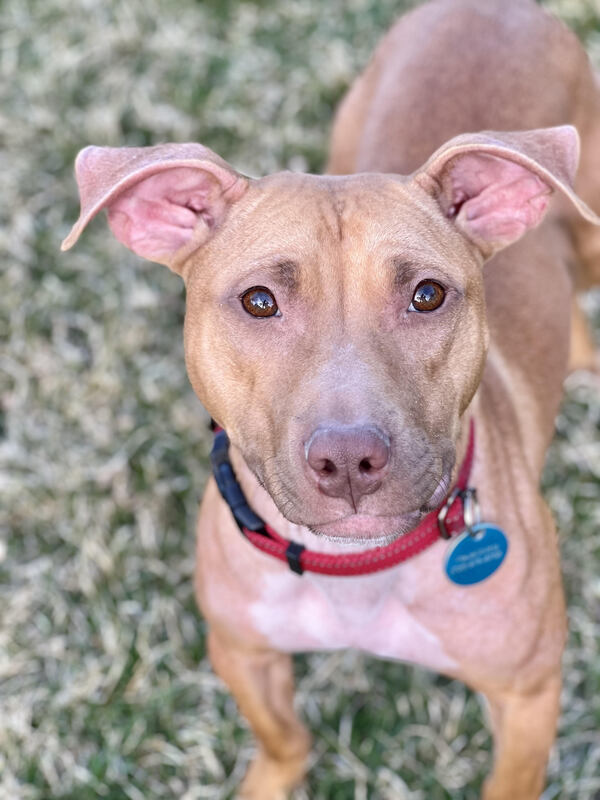 Toastina McFluffykins
American Pit Bull Terrier Mix
Female
1.5 years old - 37 lbs.