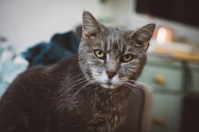 June Solstice, The Radiant Resting Queen
Domestic Short Hair
Spayed Female
10.5 years - 6.5 lbs