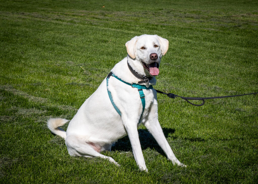 Mae
Anatolian Shepherd / Great Pyrenees Mix
Spayed Female
4 years
106 lbs