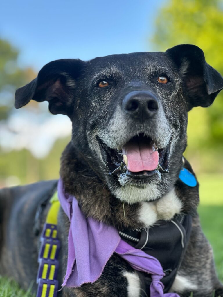 Señor Suave
Lab / Hound Mix
Neutered male
8.5 years
73 lbs