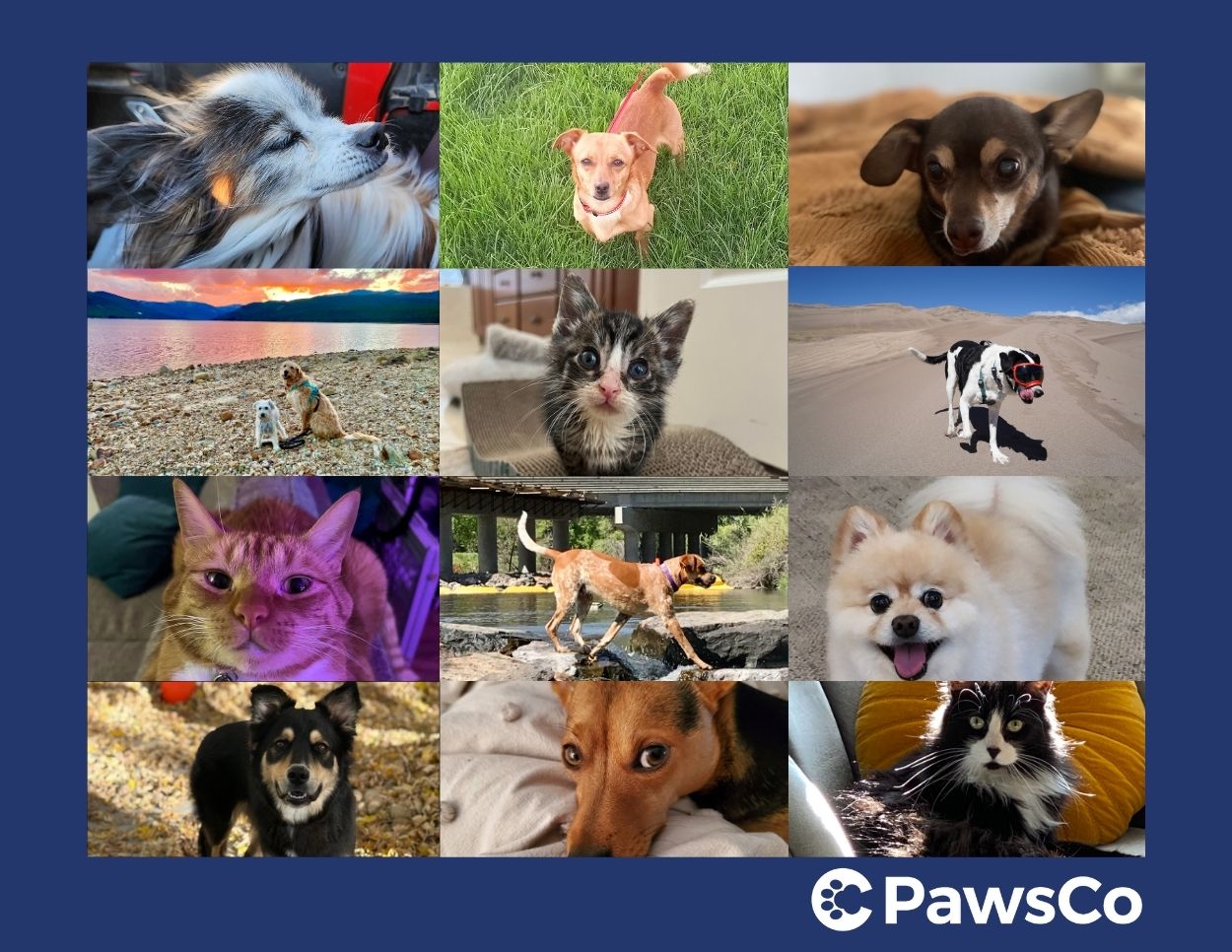 2025 PawsCo Calendar Pre-Order