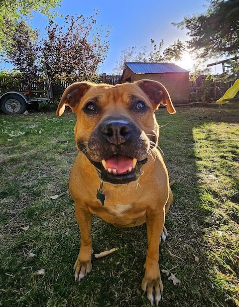 Emma
Black Mouth Cur
Spayed Female
2.5 years - 42 lbs