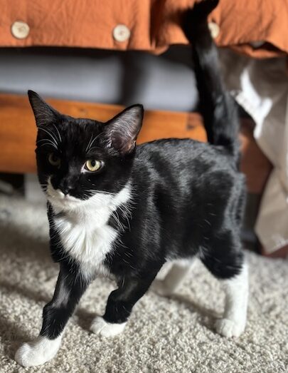 Morphe
Domestic Short Hair 
Neutered Male
5 months - 7 lbs