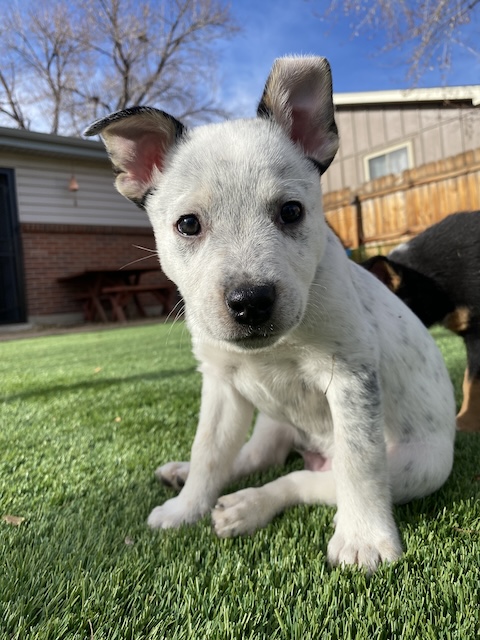 Christmas Cabin
Australian Cattle Dog Mix
Neutered Male
2.5  months - 10 lbs