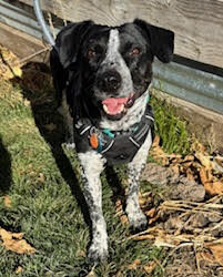 Nibs
Pointer / Heeler Mix
Neutered Male
3 years - 41 lbs