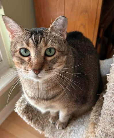 Sadie Mae and BB
Domestic Short Hair
Spayed Female / Neutered Male
9 years / 4 years
15 lbs / 17 lbs 