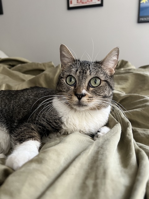 Kizzie
Domestic Short Hair
Spayed Female
10.5 years - 6 lbs
