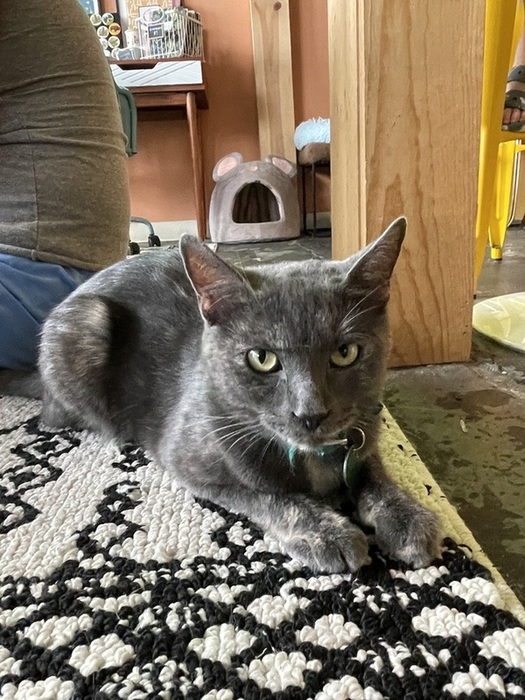 Carys
Domestic Short Hair
Spayed Female
6 years - 13 lbs