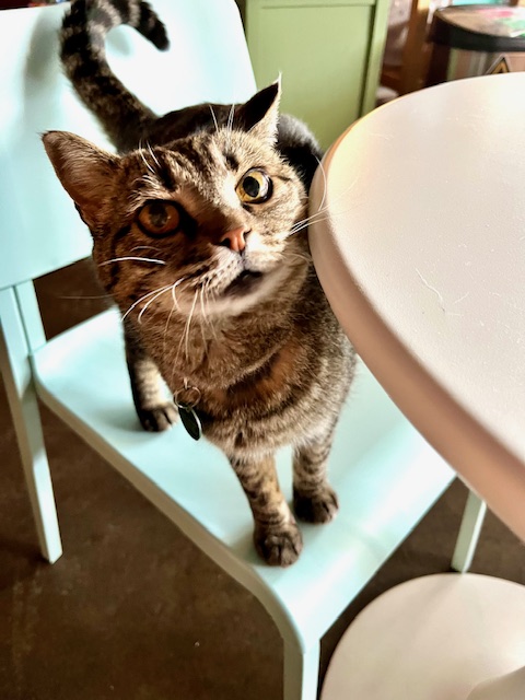 Larky
Domestic Short Hair
Spayed Female
4 years - 9 lbs