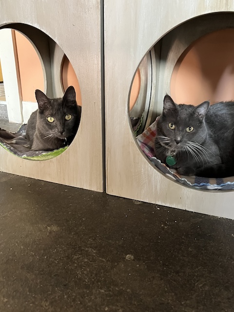 Max and Graybow
Domestic Short Hair
Neutered Males
2.5 yrs / 1.5 yrs - 10 lbs / 6 lbs