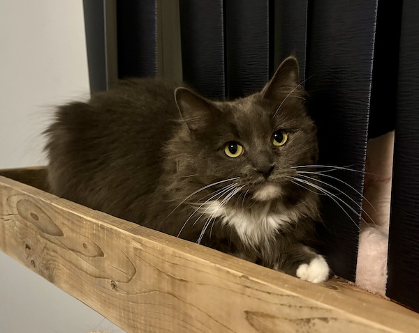 Heidi
Domestic Long Hair
Spayed Female
5 years - 10 lbs