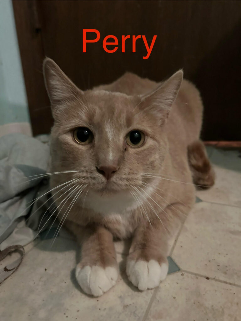 Perry, 3 yrs