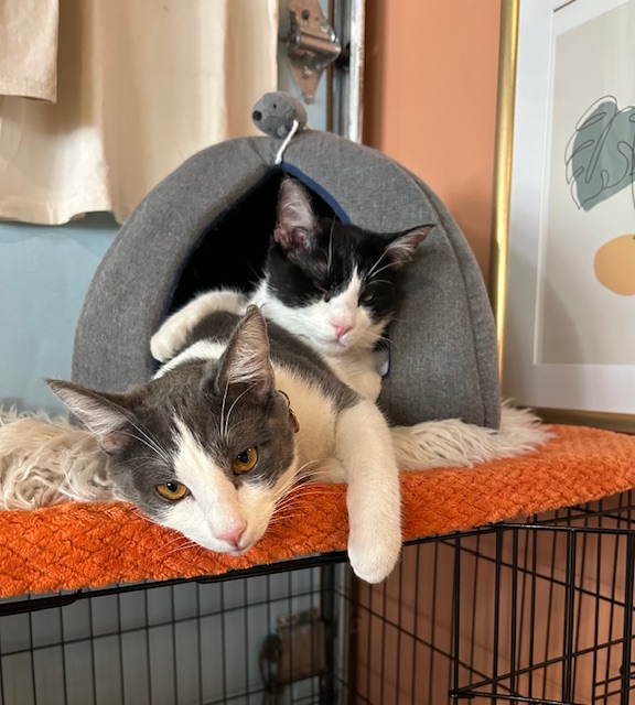Jax and Shorty
Domestic Short Hair
Neutered Males
2 years / 10 months - 7.5 lbs