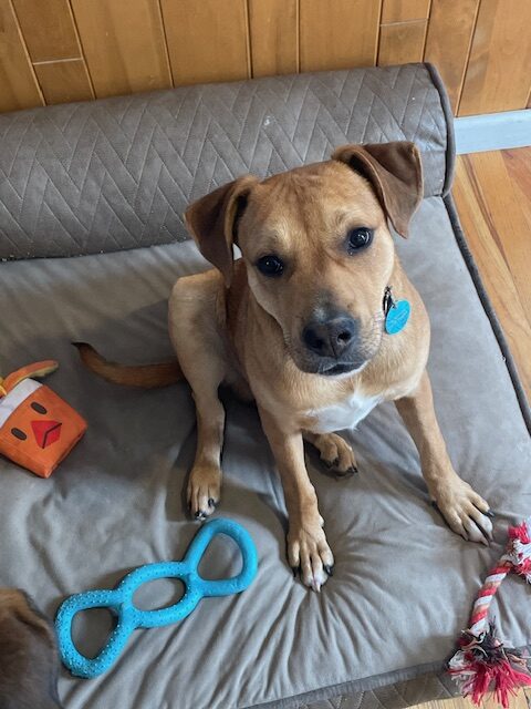 Canelo
Shepherd Mix
Neutered Male
10 months - 46 lbs