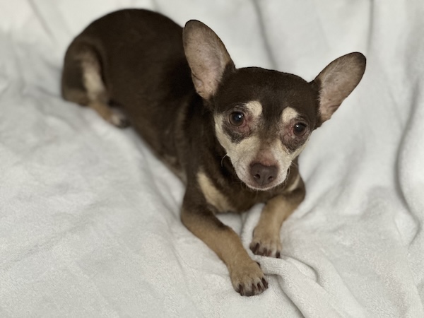 Robin Sparkles
Chihuahua Mix
Spayed Female
11 years - 8.5 lbs