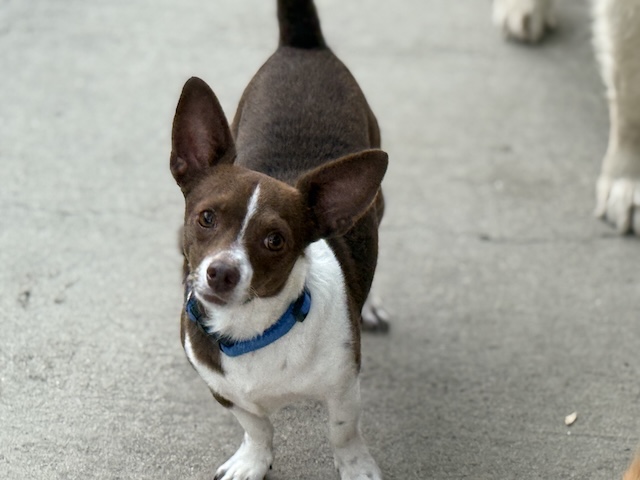Nicholas Barkley
Chihuahua Mix
Neutered Male
4 years - 12.5 lbs