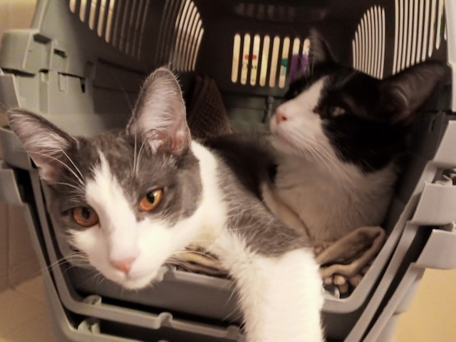 Jax and Shorty
Domestic Short Hair
Neutered Males
2 years / 10 months - 7.5 lbs