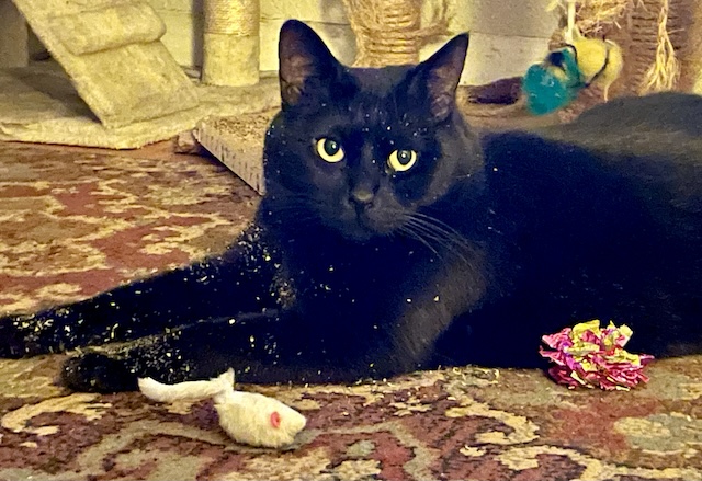 Jade
Domestic Short Hair
Spayed Female
6 years - 13 lbs