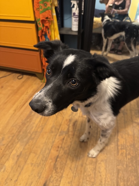 Carmella
Border Collie
Female
2 year old - 45 lbs.
