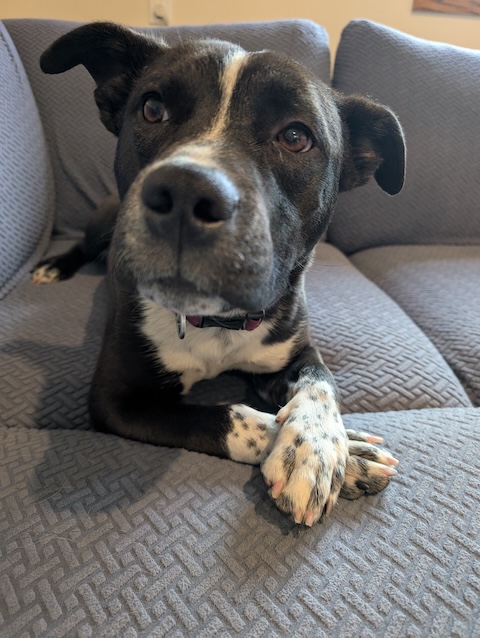 Pepper
American Pit Bull Terrier Mix
Spayed Female
1 year - 41 lbs