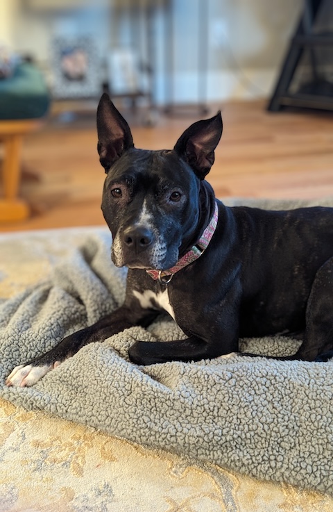 Mrs. Nesbit
American Pit Bull Terrier Mix
Spayed Female
2 years - 49 lbs