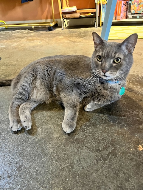 Smokey
Domestic Medium Hair
Neutered Male
12 years - 15 lbs