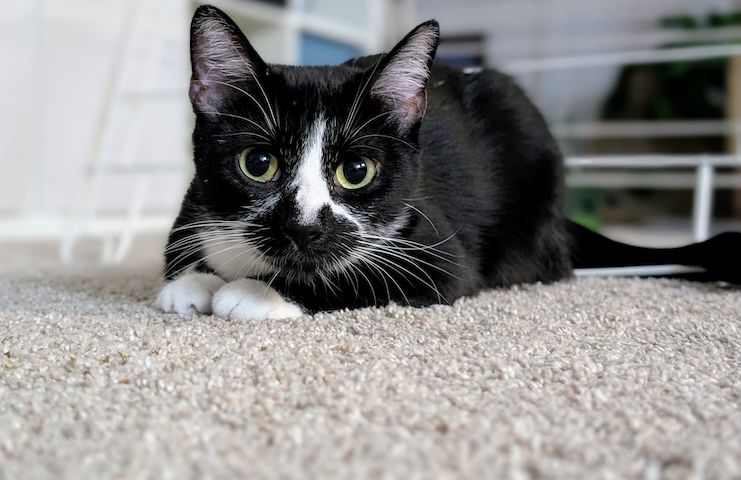 Mew
Domestic Short Hair
Spayed Female
8.5 months - 7 lbs