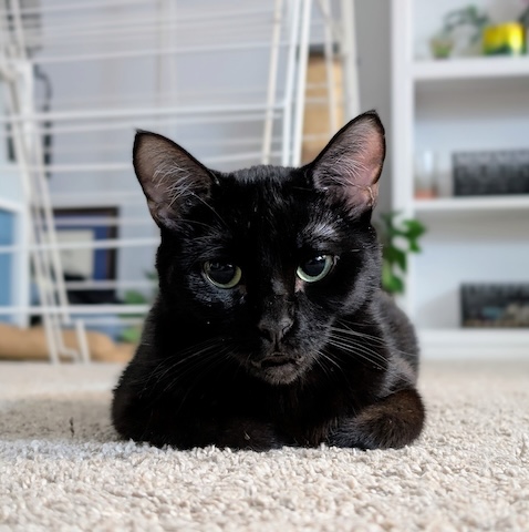 Spook
Domestic Short Hair
Spayed Female
8.5 months - 6 lbs