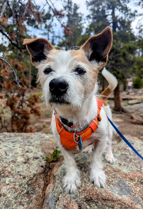 Ravi
Jack Russell Terrier Mix
Neutered Male
8 years - 18.5 lbs