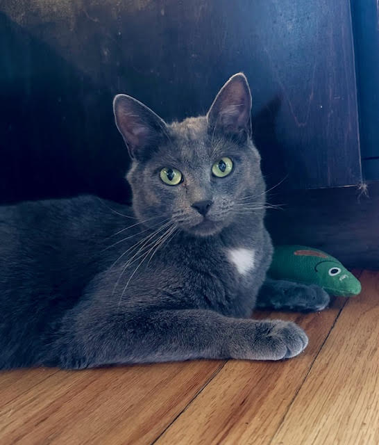 Charleen
Domestic Short Hair
Spayed Female
2 years - 9 lbs