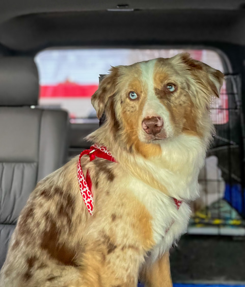 Angel
Miniature Australian Shepherd
Spayed Female
11 months - 28 lbs