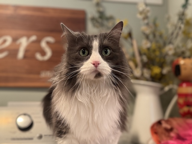 June
Domestic Long Hair
Spayed Female
8.5 years - 11 lbs