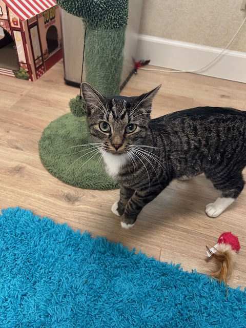 Niles
Domestic Short Hair
Neutered Male
1 year - 10 lbs 