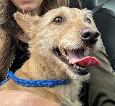 Casper
Cairn Terrier Mix
Neutered Male
4 years - 22 lbs