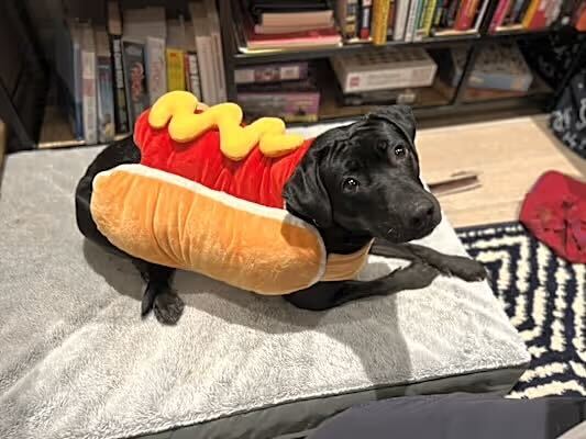 Illy
Lab Mix
Spayed Female
5 years - 58 lbs