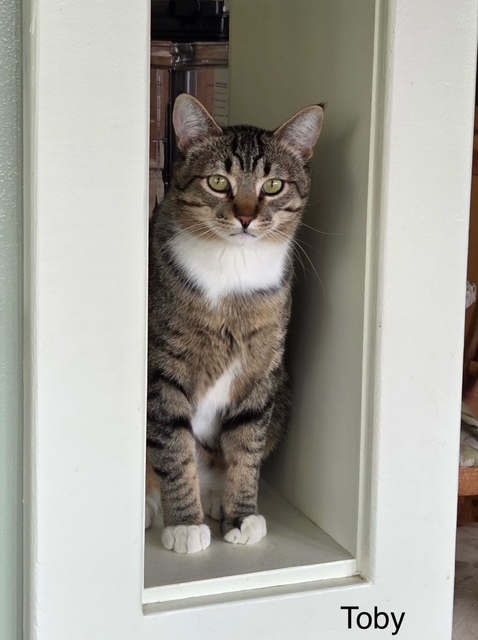 Toby
Domestic Short Hair
Neutered Male
2 years - 9 lbs 