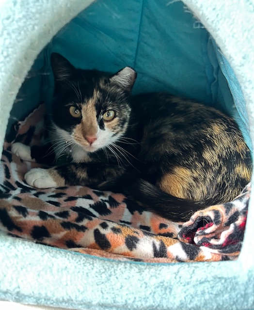 Wren
Domestic Short Hair
Spayed Female
1 year -  8 lbs