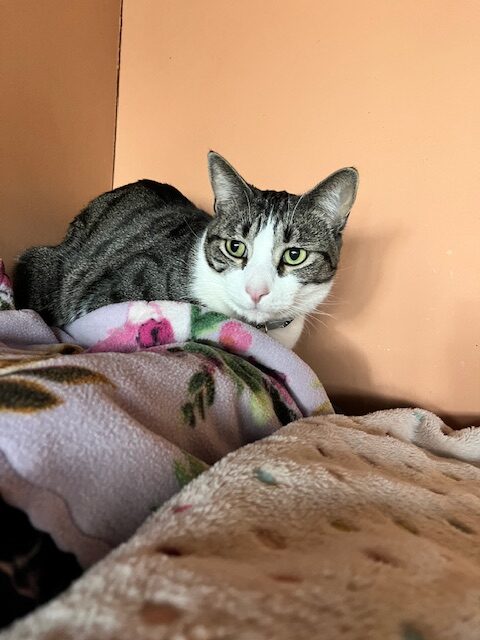 Elvis
Domestic Short Hair
Neutered Male
2.5 years - 11.5 lbs