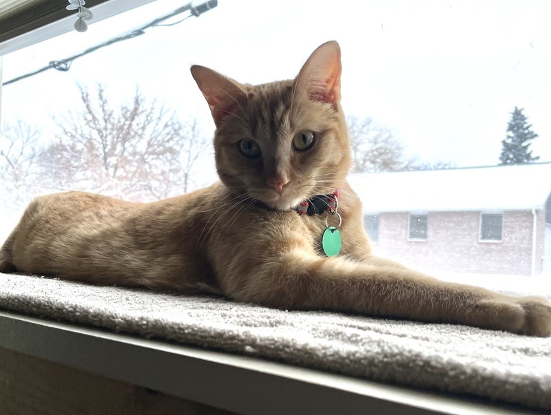Mowgli
Domestic Short Hair
Neutered Male
3 years - 11 lbs