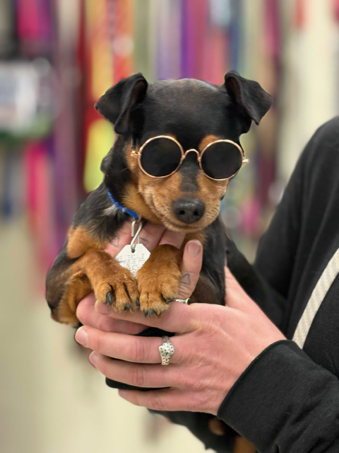 Echo
Miniature Pinscher
Neutered Male
8 years - 7 lbs